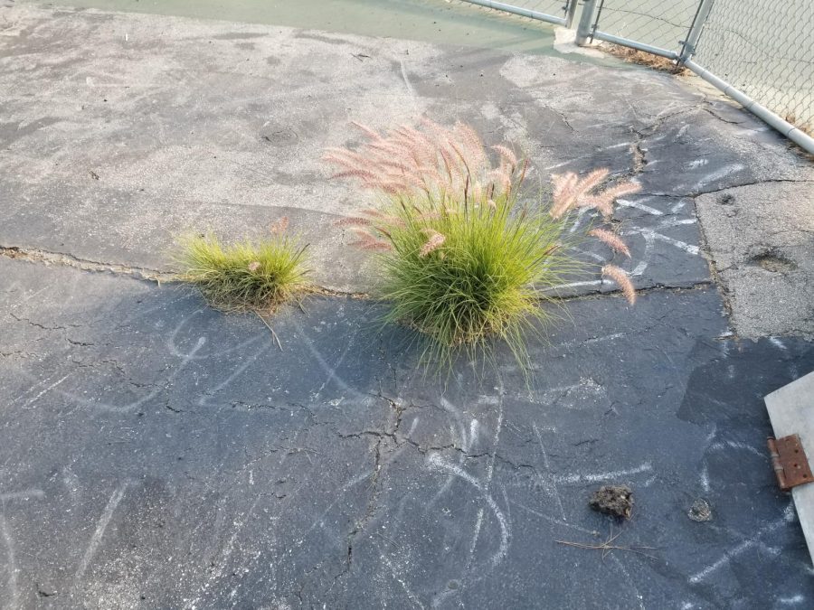 Fountain grass sprouting through the pavement out side of the LA High tennis courts.