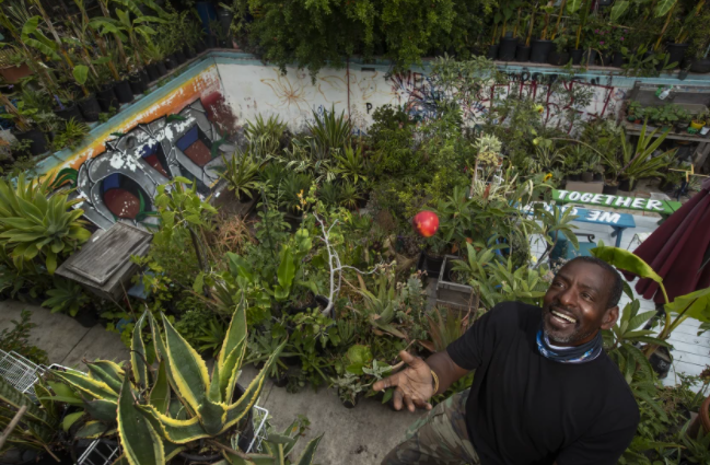 Ron Finely tosses a nectarine he grew in his West Adams backyard. His pool is filled with pots of succulents, vegetables, fruit trees, and herbs.