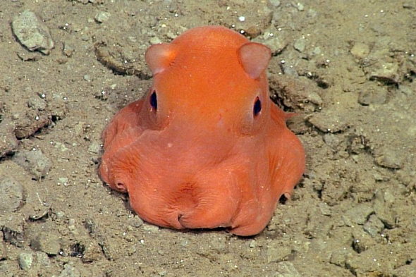 Meet the Dumbo Octopus