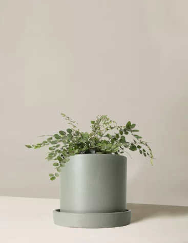 The Button Fern: (Almost) Everything You Need To Know