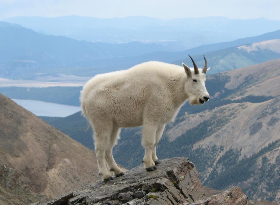 Mountain+Goat