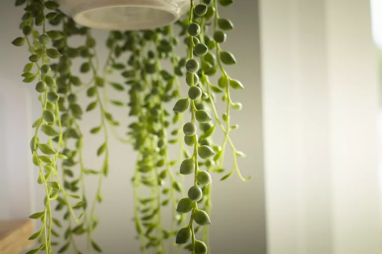 Plant Spotlight: String of Pearls