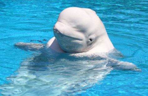 All About the Beluga Whale