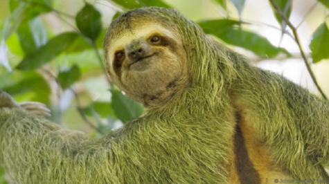 Sloths, Moths and Algae: More Alike than Different