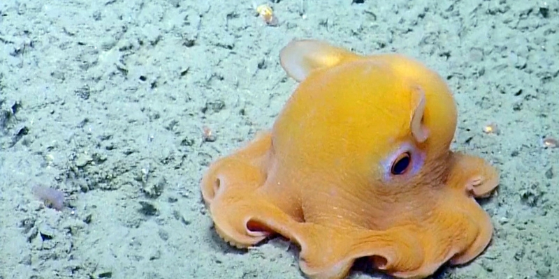 Flapjack Octopus.