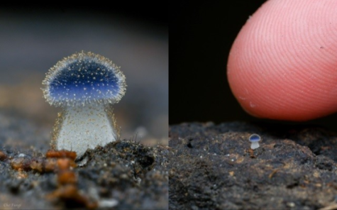 Fantastically Tiny Fungi